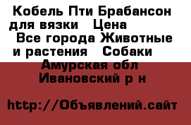 Кобель Пти Брабансон для вязки › Цена ­ 30 000 - Все города Животные и растения » Собаки   . Амурская обл.,Ивановский р-н